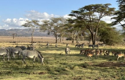 Lewa Savanne in Kenia (Quelle für alle Bilder: RCZZ)